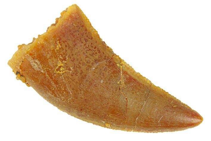 Serrated, Raptor Tooth - Real Dinosaur Tooth #294561